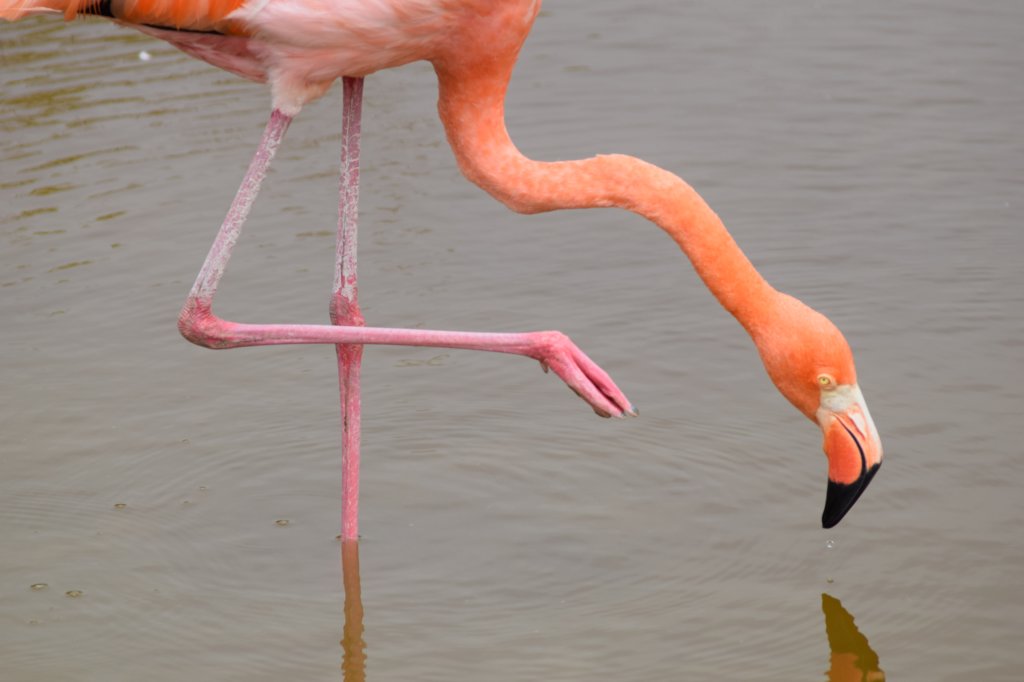 flamingoisabellaisland.jpg