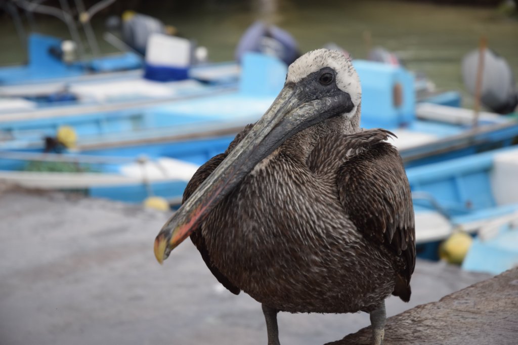 pelicanatfishingmarket.jpg