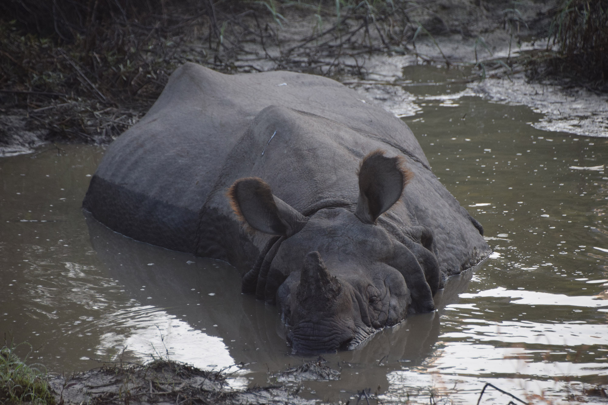 Rhino in Chitwan Ntl Park