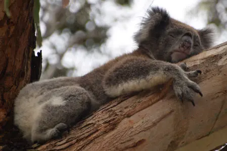 Sleeping Koala, Australia