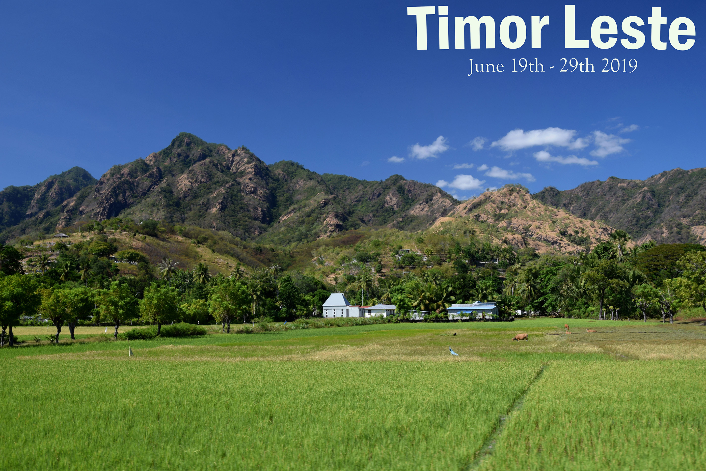Rice fields Timor Leste