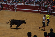 Bull fight in spain