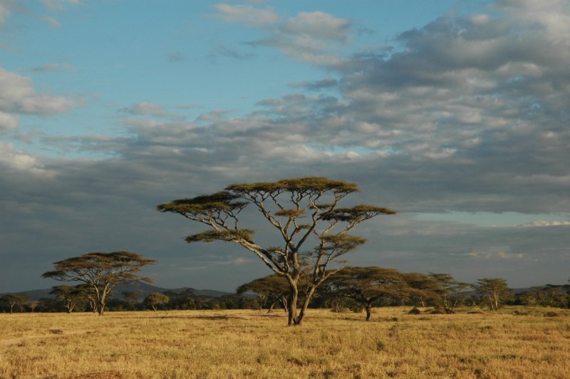 Umbrella tree, Kenya